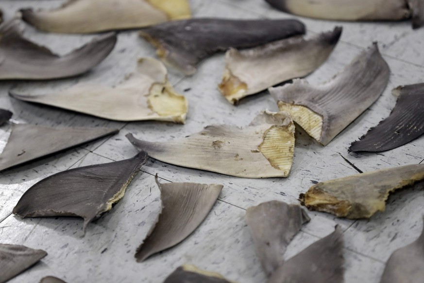 Voici à quoi ressemblent les ailerons de requins.