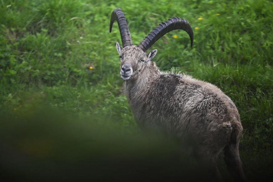Un bouquetin: en règle générale, plus l&#039;animal est âgé, plus ses cornes sont impressionnantes.
