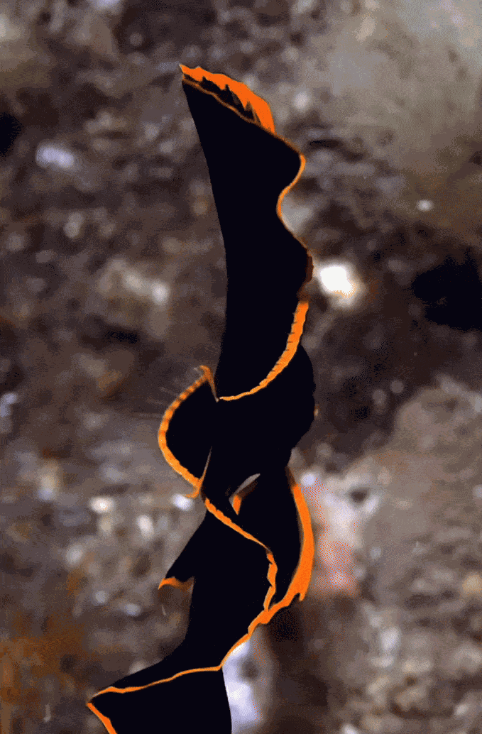 GIF animé