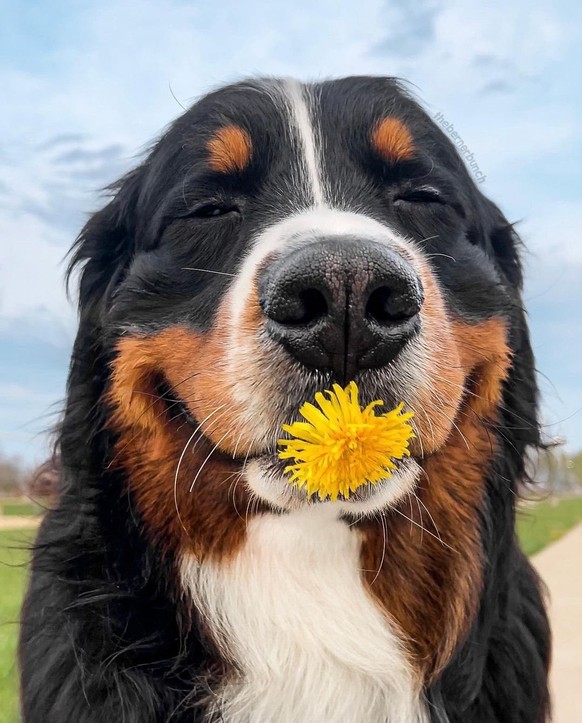 cute news animal tier hund

https://imgur.com/t/aww/sFBrlEY