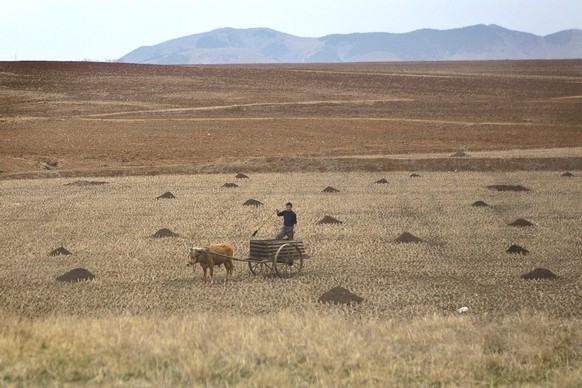 In this April 23, 2013 photo, a farmer works in a field south of Pyongyang, North Korea. (AP Photo/David Guttenfelder)