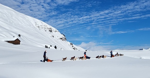 Schlittenhunde