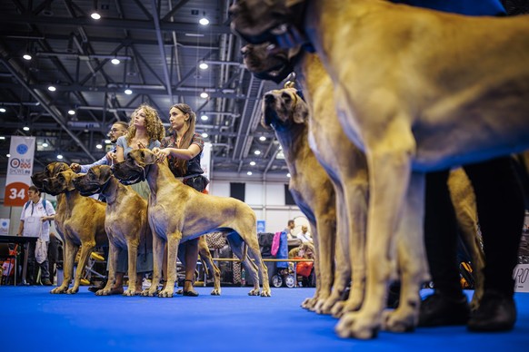 Participants compete with their dogs during the "world dog show 2023" competiton in Geneva, Switzerland, Saturday, August 26, 2023. Participants from 80 countires are presenting over 21' ...