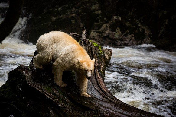 Spirit bear, Spirit bear in river, rare subspecies of the American black bear, nature, wildlife