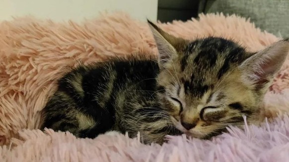 cute news animal tier katze cat

https://www.reddit.com/r/cats/comments/xugbdy/how_long_till_our_new_kitten_will_be/