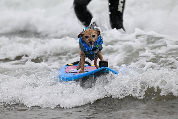 LES CHAMPIONNATS DU MONDE DE SURF CANIN en Californie