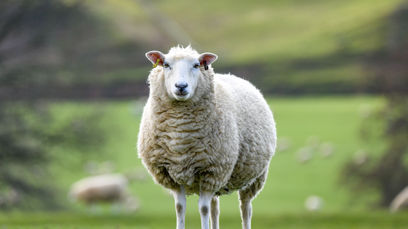 un mouton