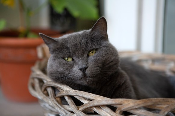 De nombreux animaux attendent un nouveau foyer dans les refuges.