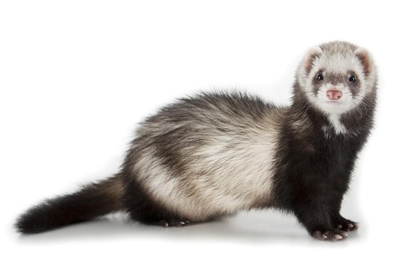 Vous connaissez vraiment des gens qui possèdent un furet, vous?