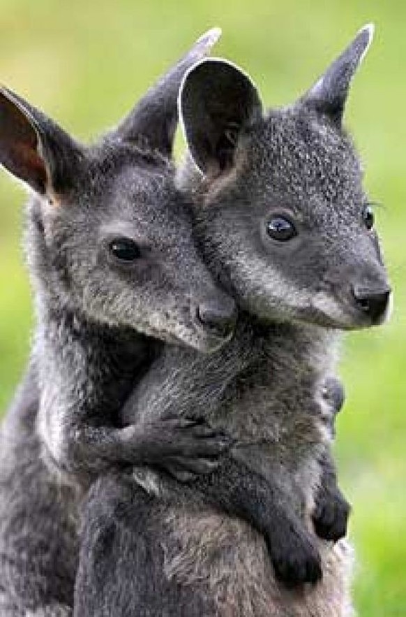 cute news tier

https://ch.pinterest.com/pin/1121888957175523696/