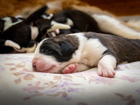 a Fondation Barry accueille onze chiots Saint-Bernard, visibles dès décembre ou déjà via webcam en octobre 2025.