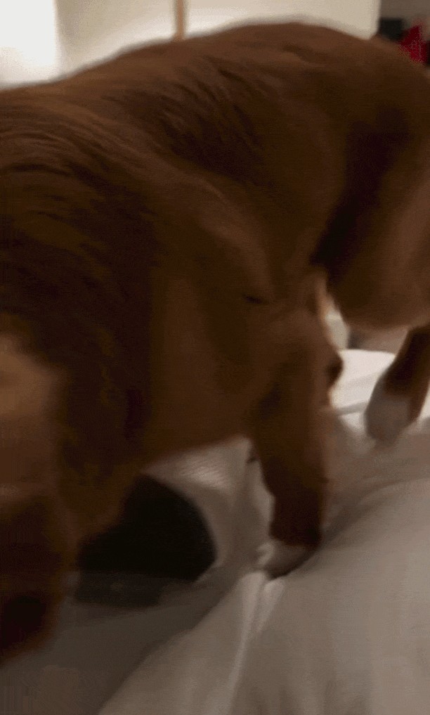 GIF animé