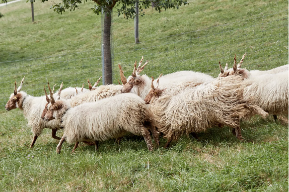 Cette race ancienne descend directement du mouton sauvage Urial. Son ascendance peut être retracée jusqu&#039;au 9e siècle.