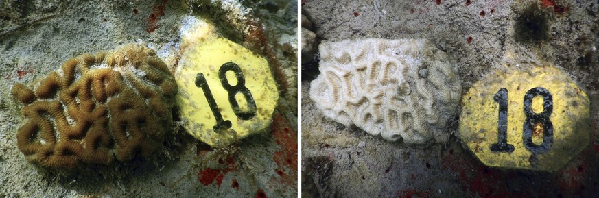 Denne kombinasjonen av bilder levert av NOAA og University of Miami viser eksperimentelt transplanterte koraller i januar 2023, venstre, og den samme korallen i juli 2023, etter bleking nær M...