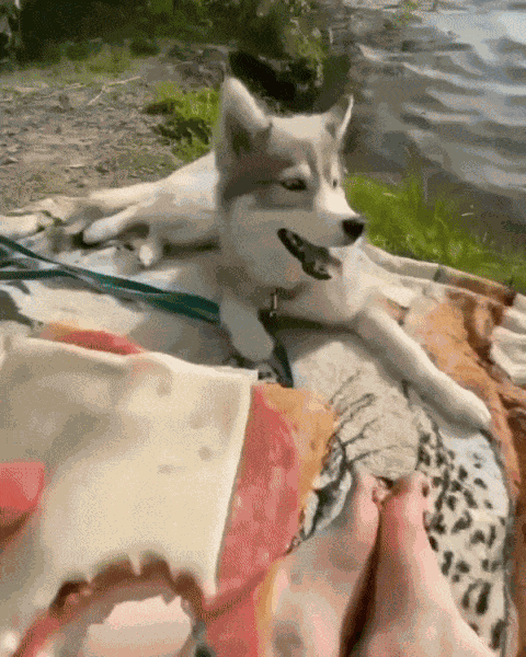 GIF animé
