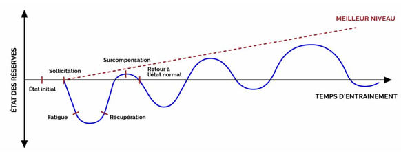 L'état initial est celui du sportif au début de son bloc d'entraînement. Les séances induisent une fatigue, dont l'athlète récupère au repos. Puis vient la surcompensation, avant un retour à l'état no ...