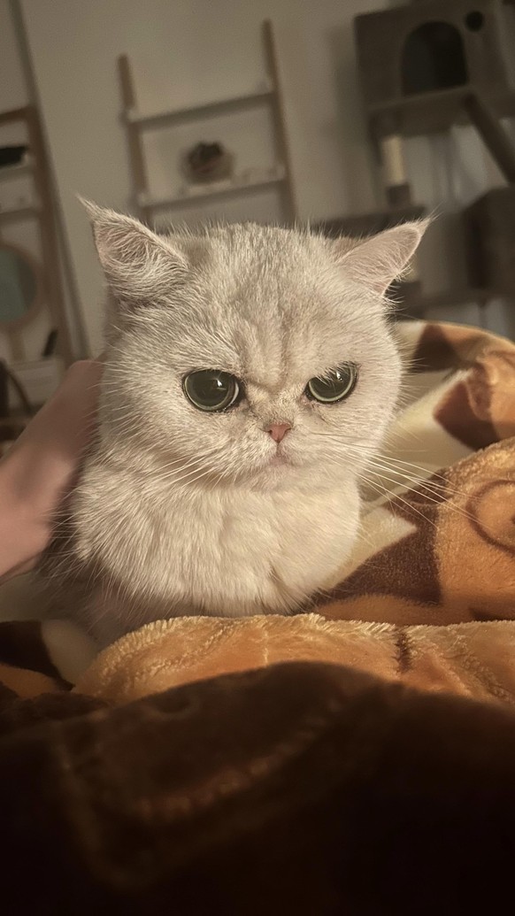 cute news tier katze
https://www.reddit.com/r/cats/comments/19cfb18/what_breed_is_my_cat/