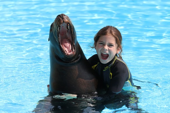 Les fans d'otaries peuvent se baigner avec ces mammifères marins enjoués.