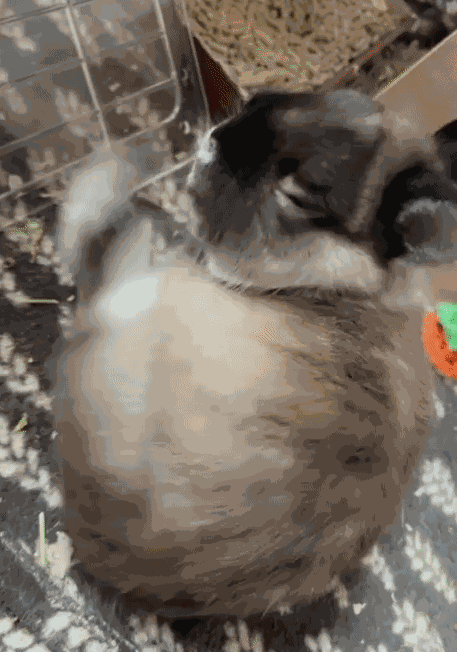 GIF animé