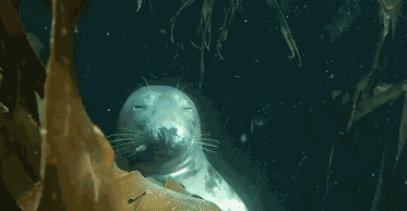 GIF animé