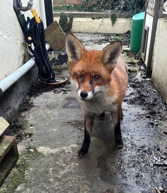 cute news tier fuchs

https://www.reddit.com/r/foxes/comments/1imjsw0/my_foxes_visit_me_when_theyre_unwell/