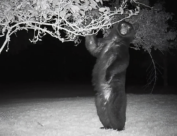 Die lustigsten Bilder aus der Wildtierkamera (Cute News): Bär
