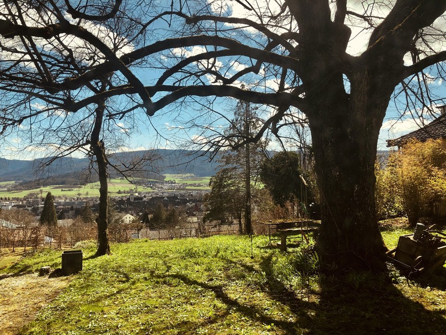 Tree and countryside landscape at Delémont, Jura Canton, Switzerland