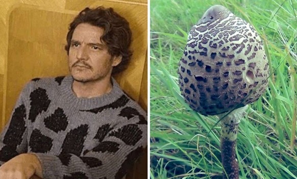 pedro pascal als pilze

https://twitter.com/Pandamoanimum