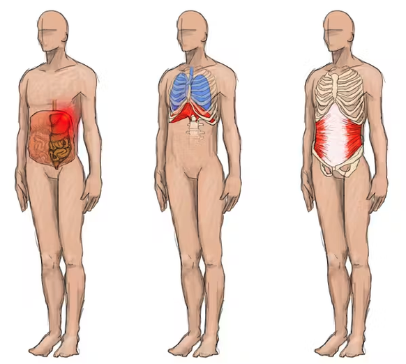 De gauche à droite: (1) Le péritoine pariétal, qui enveloppe les organes du ventre. C’est son irritation qui serait à l’origine du point de côté. (2) Le muscle diaphragme (en rouge, sous les poumons). ...