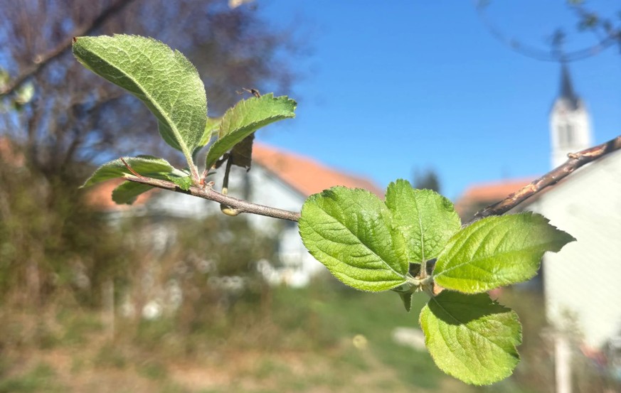 Un pommier du jardin du biologiste, qui avait été malmené par la tempête en août, porte désormais de nouvelles feuilles.