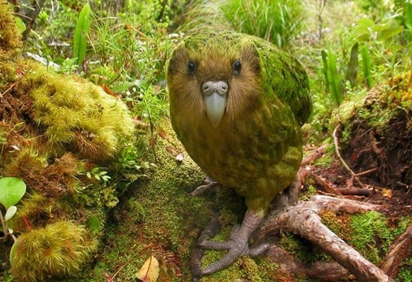 Kakapo: Il est potelé, il ne sait pas voler et il est trop chou
