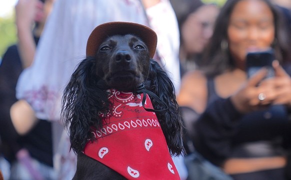 NEW YORK, UNITED STATES - OCTOBER 19: Dog owners in New York City are participating in the Tompkins Square Halloween Dog Parade, dressing their furry friends in colorful costumes on Sunday, October 19 ...