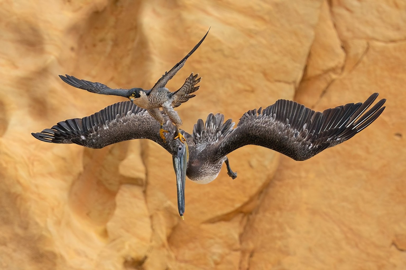 Bird photographer of the year (BPOTY) gold-gewinner &amp;#039;grab the bull by the horns&amp;#039; von jack zhi zeigt einen weiblichen Peregrin-Falken wie er einen Pelikan jagt und erlegt. https://www ...