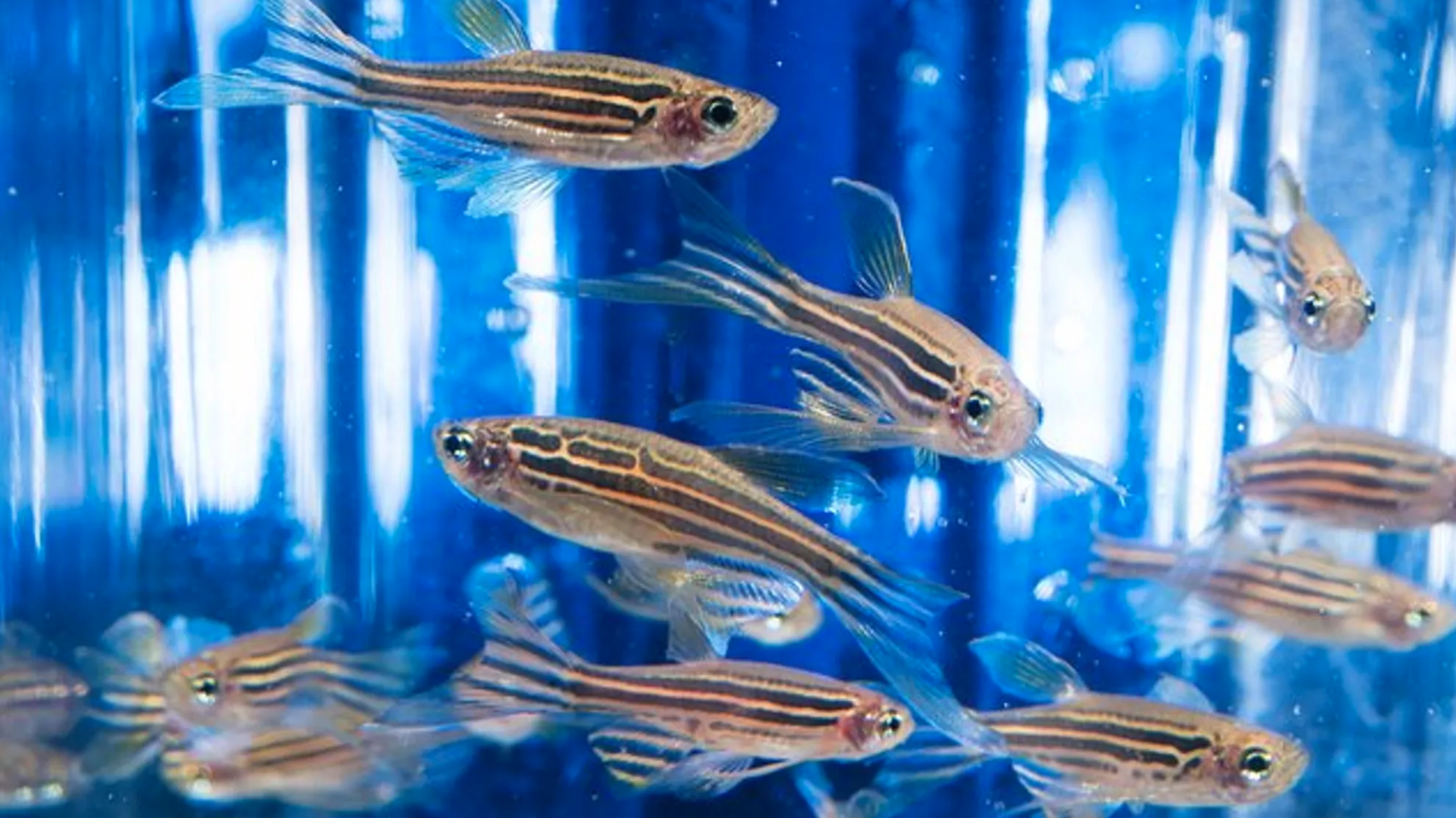 La Chine va envoyer des poissons zèbres dans l&#039;espace.