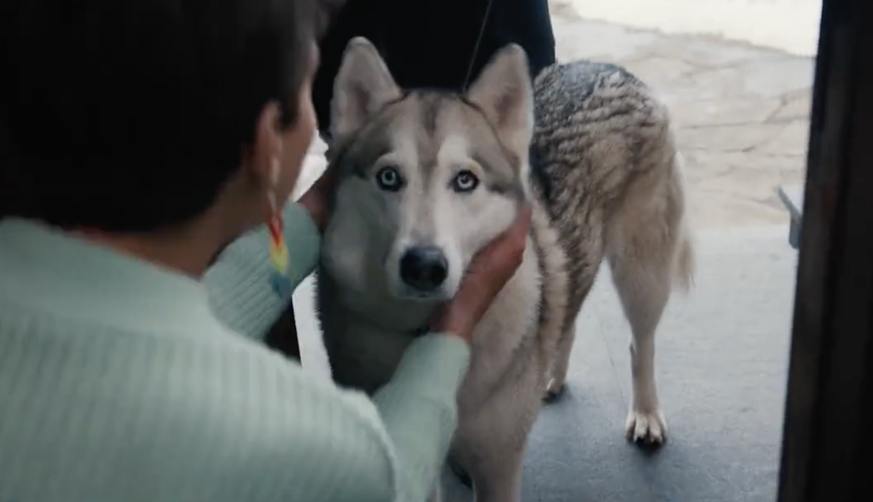 Sandy le husky sibérien de la vidéo.