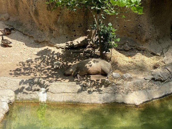 cute news tier capybara

https://www.reddit.com/r/capybara/comments/14pucda/i_found_this_hamster_goat_thing_at_the_zoo_today/