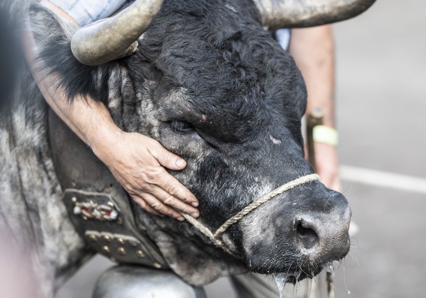 On sait enfin pourquoi les vaches suisses vont mal