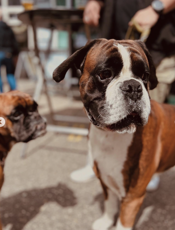 La bière Boxer retrouve son chien.