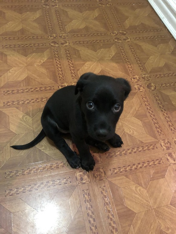 cute news animal tier hund dog

https://www.reddit.com/r/labrador/comments/ulv3tp/this_lexi_was_wondering_if_shes_a_american_lab/