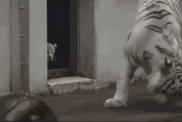 GIF animé