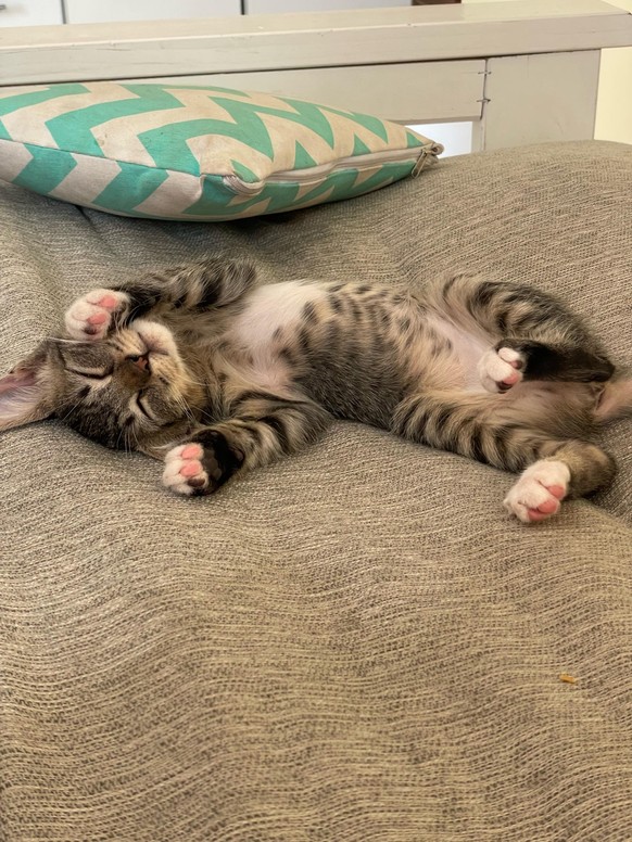cute news tier katze

https://www.reddit.com/r/AnimalsBeingSleepy/comments/191lpkz/relaxing_time/