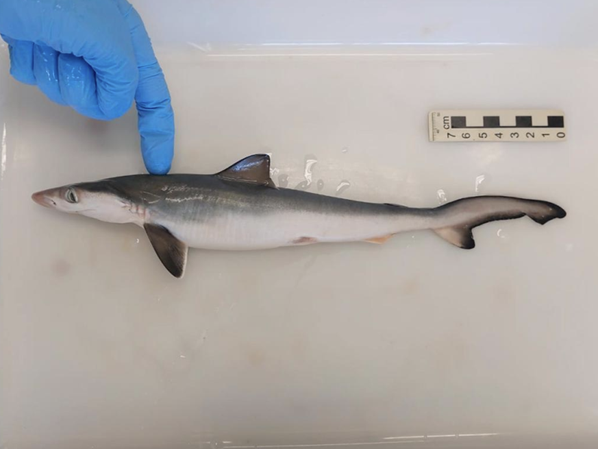 Les requins à nez pointu ne mesurent que 77 centimètres environ.