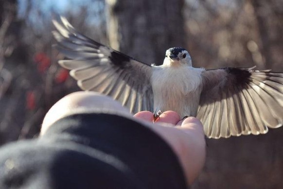 cute news animal tier vogel bird

https://www.reddit.com/r/Animals/comments/rge8ok/whitebreasted_nuthatch_chickadee/
