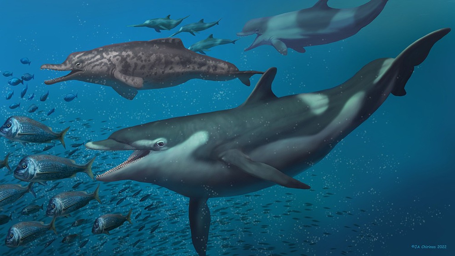 Restauration de la vie des dauphins décrits dans l'étude de l'Université de Zurich: un Kentriodon au premier plan, un squalodelphinidé en arrière-plan à gauche, et un physeterid à droite pou ...