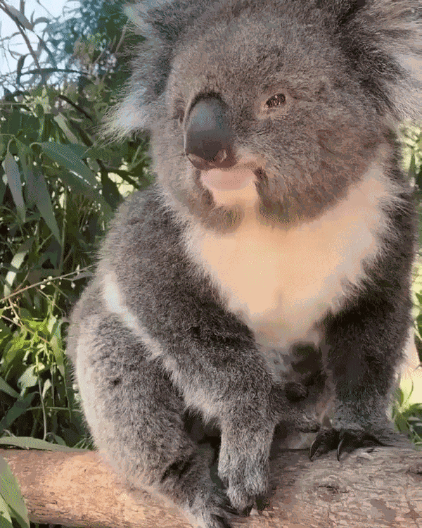 GIF animé