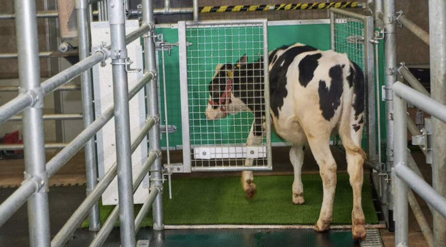 vaches co2 planète scientifiques réchauffement climatique planète dressage