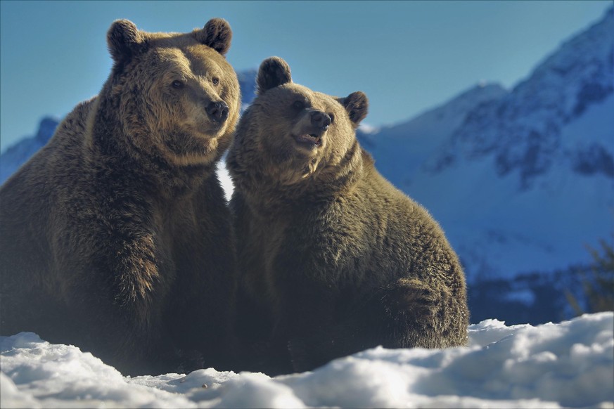 Switzerland, Arosa Bear Sanctuary | 2021 04 25 | Bears Amelia and Meimo at Stiftung AROSA Bears, Switzerland.
© Stiftung Arosa Bären | VIER PFOTEN