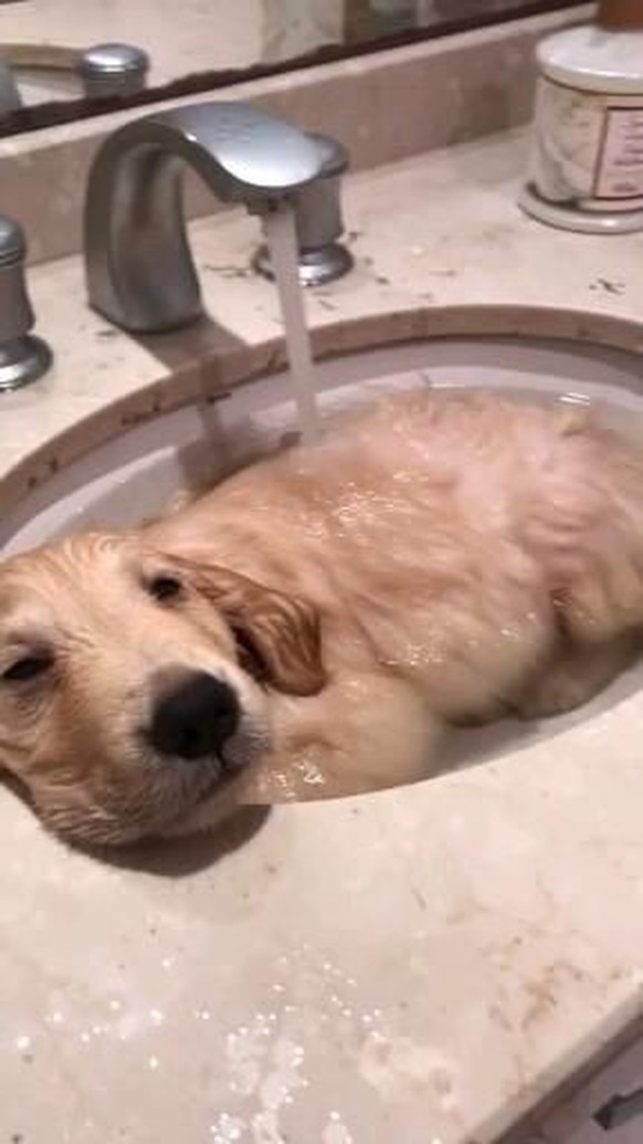 cute news tier hund

https://www.pinterest.ch/pin/1121888957169119468/