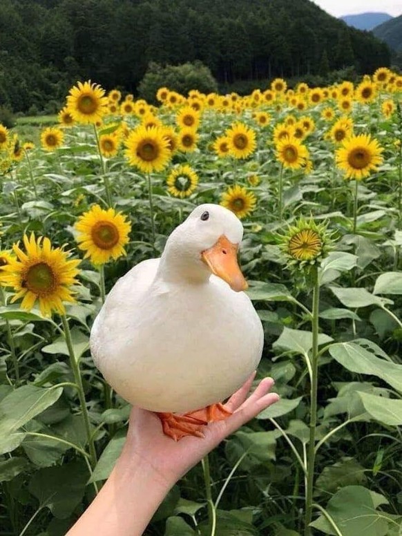 cute news animal tier duck

https://imgur.com/t/aww/6NRooe2
