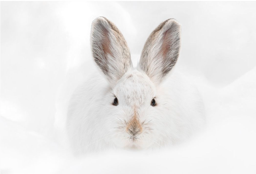 Wildlife Photographer of the Year People’s Choice Award, Hase